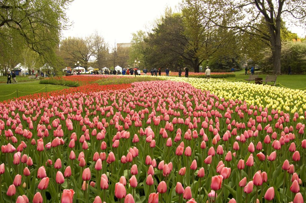 Ottawa Annual Events - Tulip Festival Ottawa