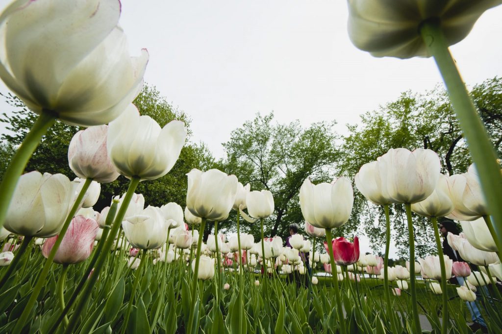 Ottawa Annual Events - Tulip Festival Ottawa