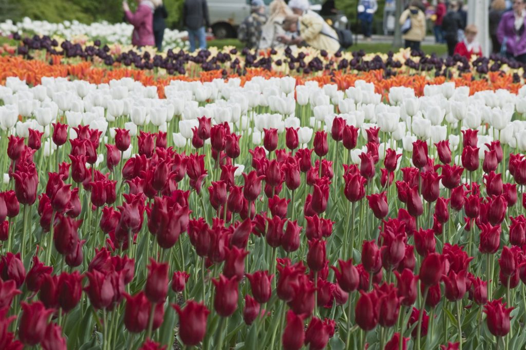 Ottawa Annual Events - Tulip Festival Ottawa