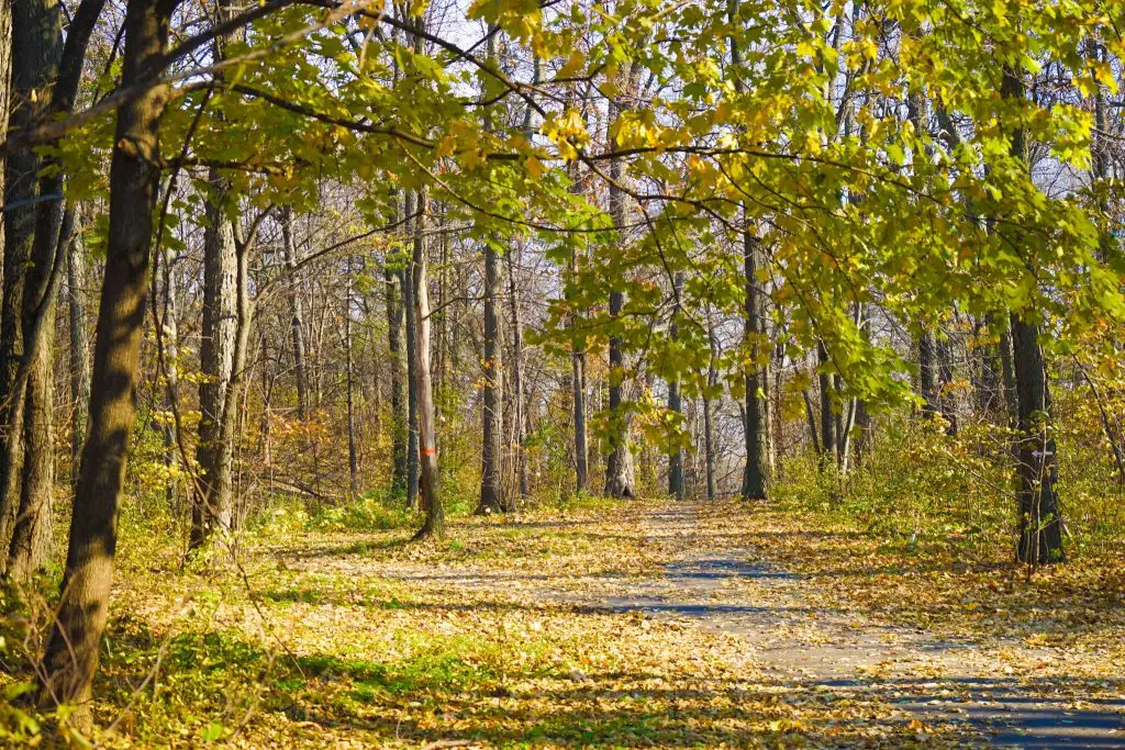 Top Things to do in Montreal - Saint Helens Island