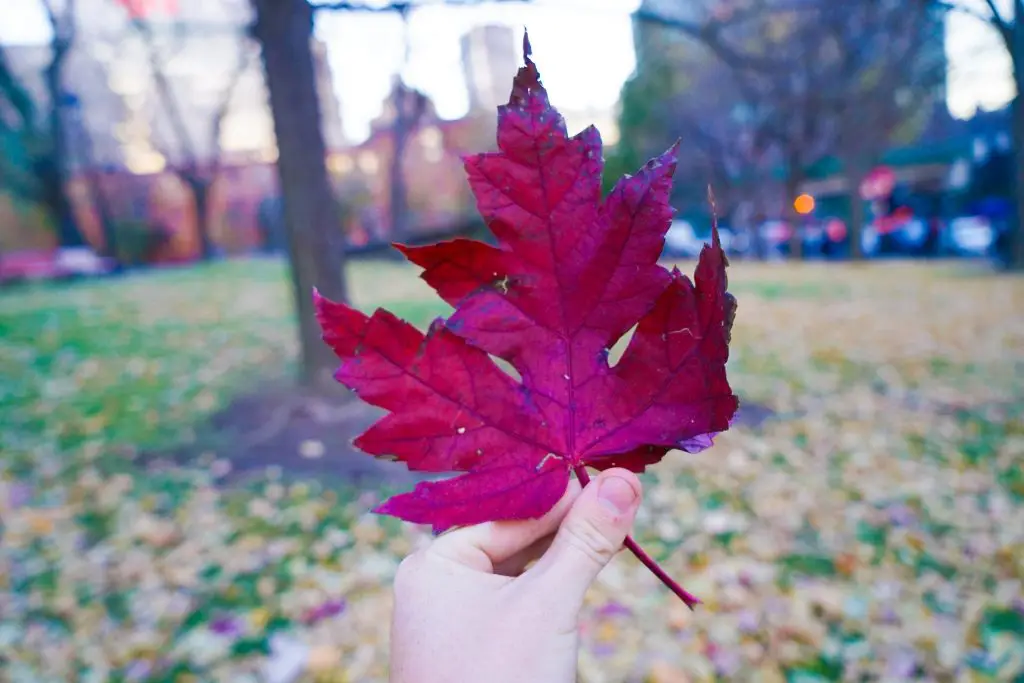 Top Things To Do In Montreal Canada - Fall Leaf Red