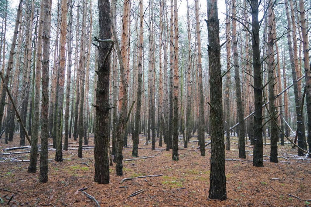 Forest covered in radiation