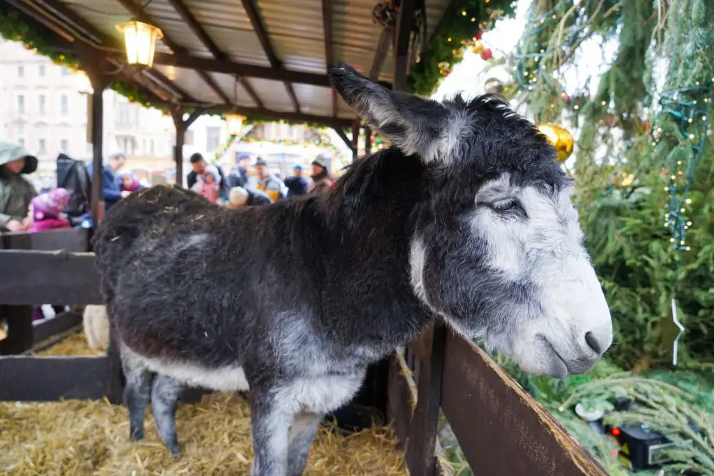 three days in prague - prague christmas market animals