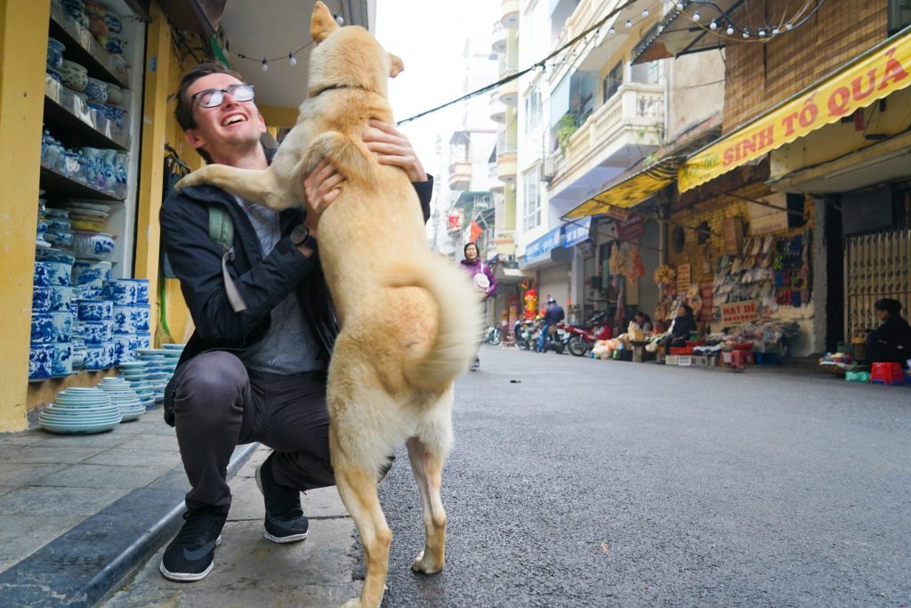 Street Dogs in Hanoi