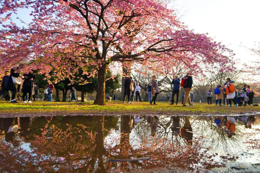 Spring Cherry Blossoms In Tokyo