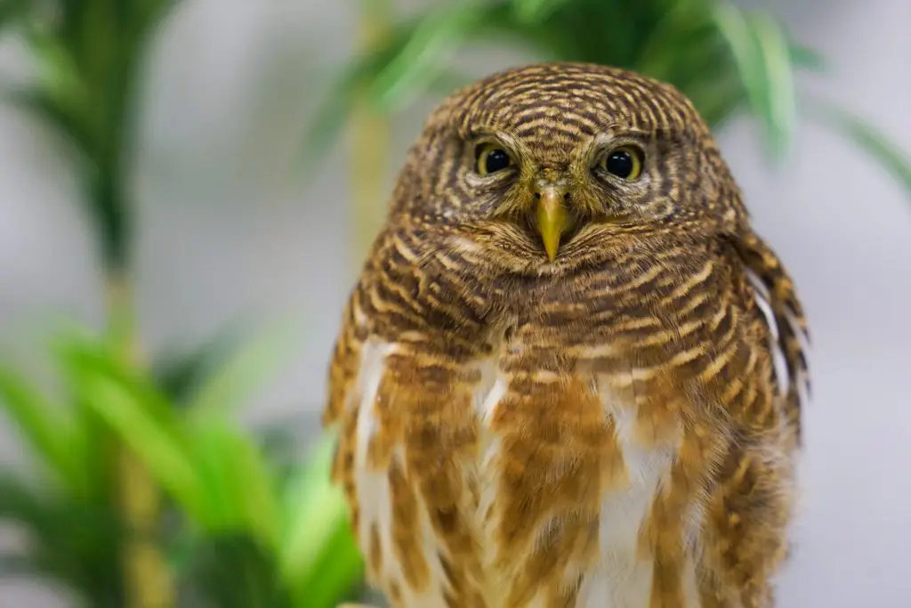 Tokyo Owl Cafe HOOT HOOT