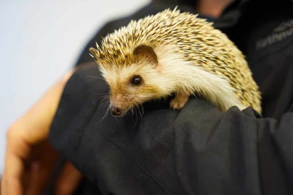 Tokyo Hedgehog Cafe - weird things to do in tokyo