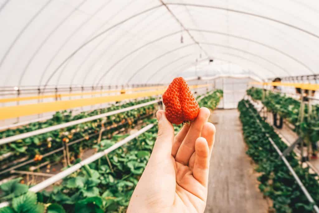 nikko day trip - Nikko Strawberry Farm