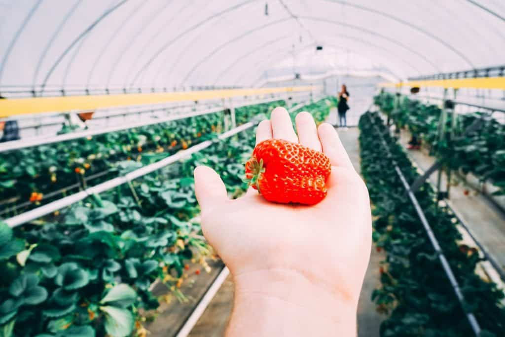 places to visit in nikko - Nikko Strawberry Farm