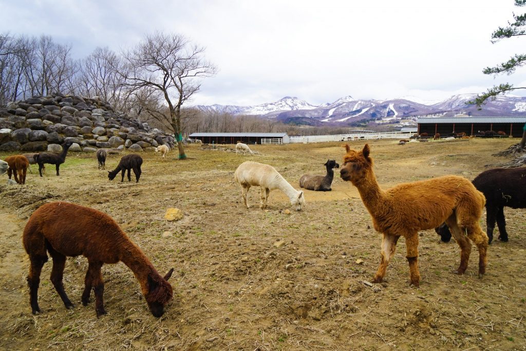 Nasu Alpaca Farm - Imperial Resort Town Of Nasu