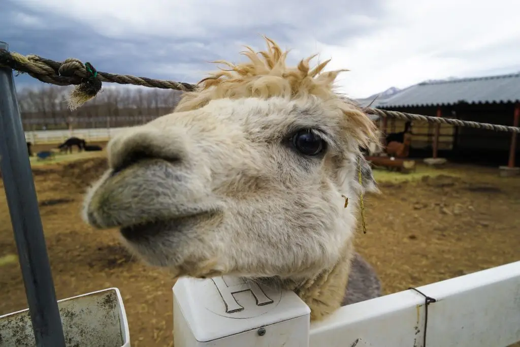 Things To Do in Tochigi - Nasu Alpaca Farm