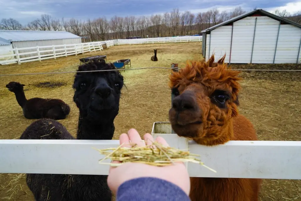 Nasu Alpaca Farm Japan