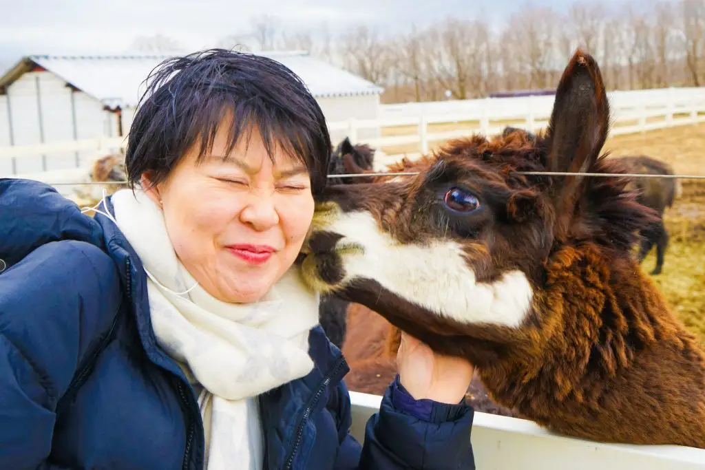 Kawaii Alpaca Japan - Nasu Alpaca Farm