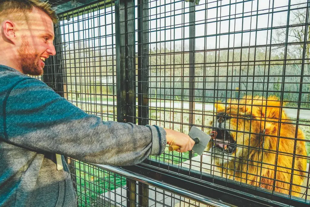 Nasu Safari Park Feeding Lion In Japan