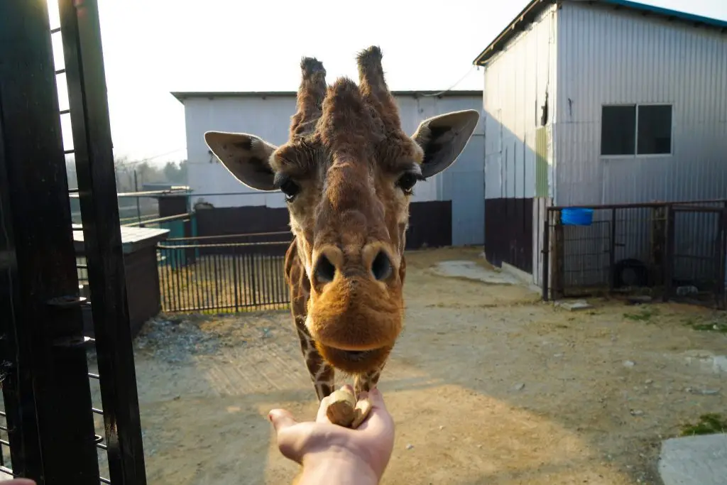 Feeding Giraffe - Nasu Safari Park