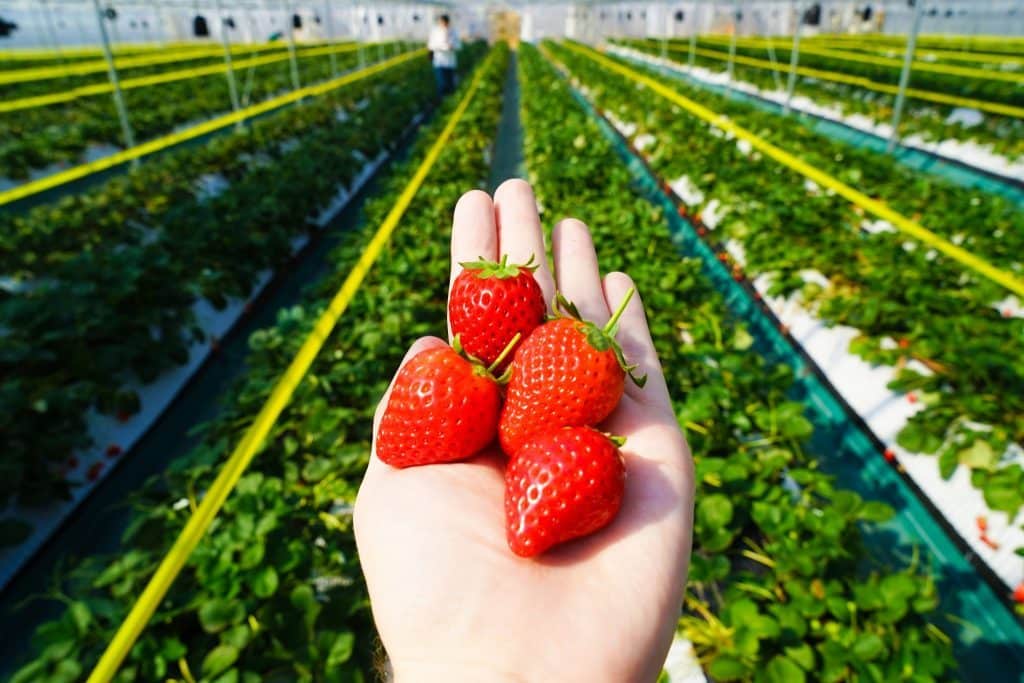 Nasu Kogen Strawberry Forest Farm - Tochitome Strawberries