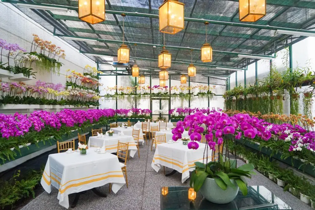 KL’s best high tea in the Orchid Conservatory majestic hotel