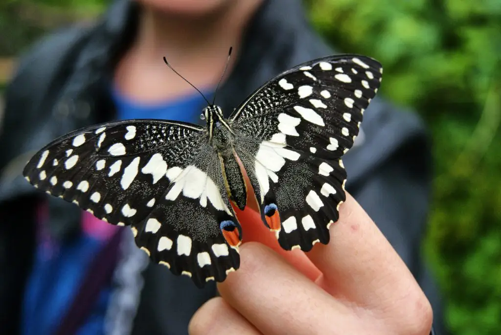 Butterfly Park KL - places to visit in kuala lumpur in one day