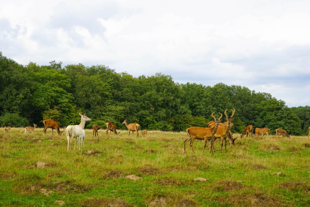 The Par Force Hunting Landscape In North Zealand - Jægersborg Dyrehave, Denmark