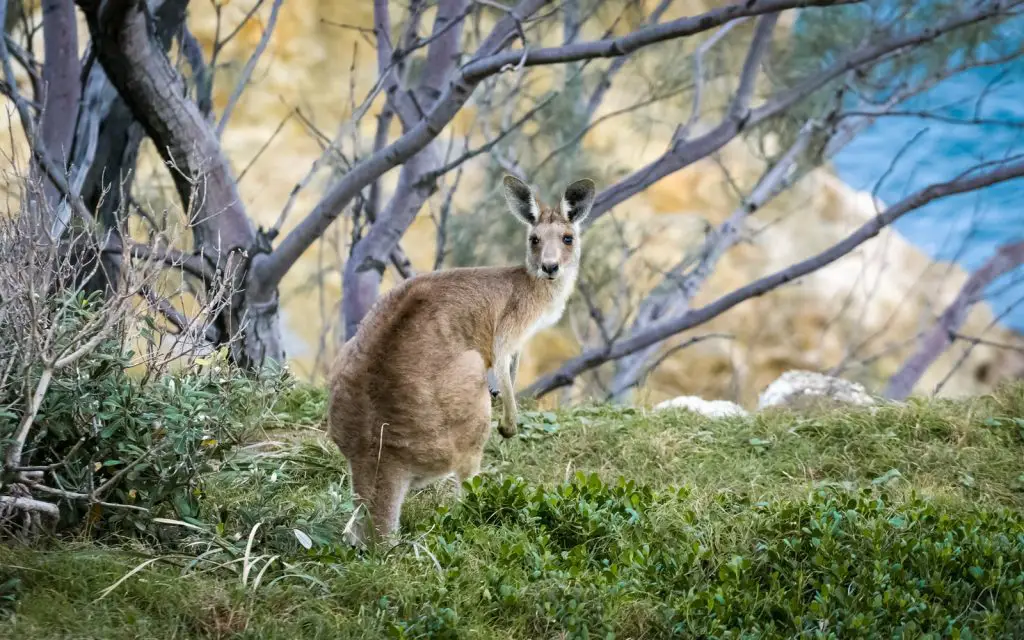 Famous Australian Landmarks | Kangaroo Island