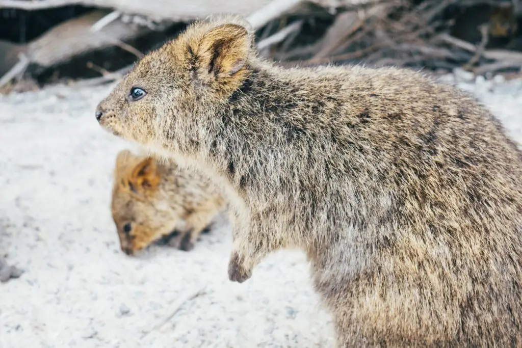 Famous Australian Landmarks | Rottnest Island