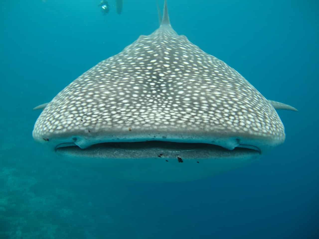 Cancun Whale Shark Tours: Absolutely Everything You Should Know!