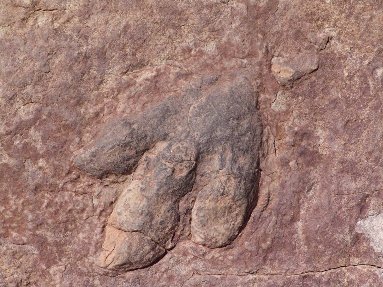 dinosaur tracks skye