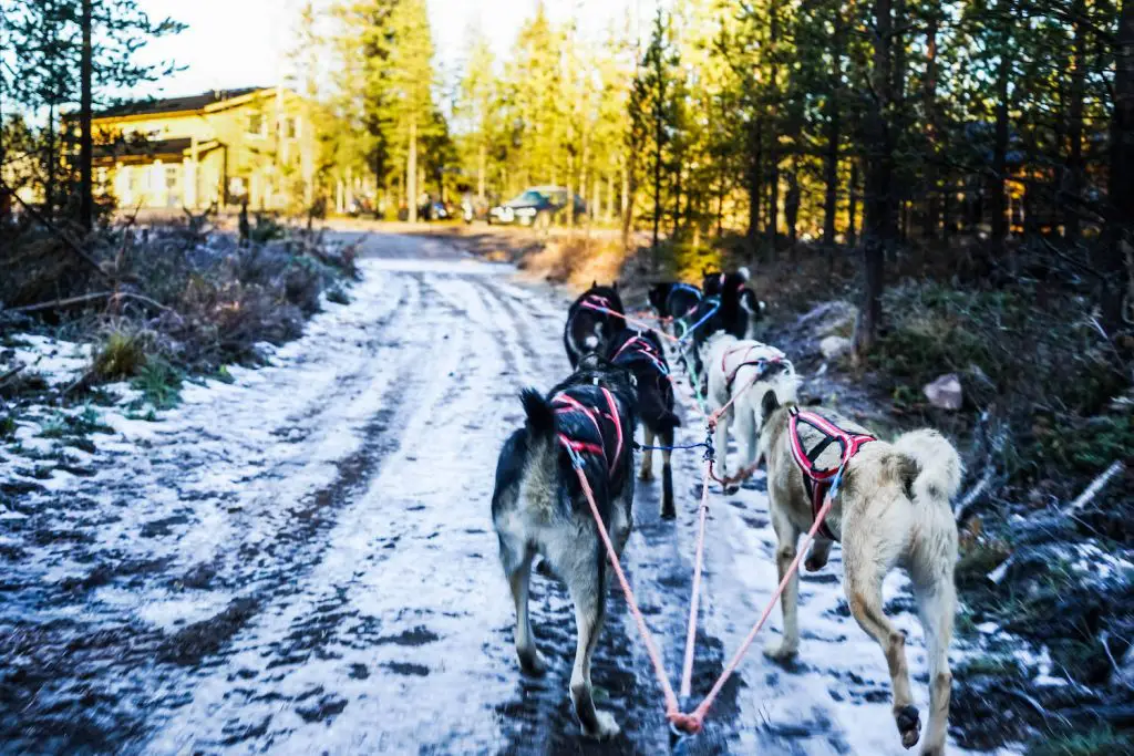 what to see in rovaniemi | day trips from rovaniemi | what to do in rovaniemi in winter