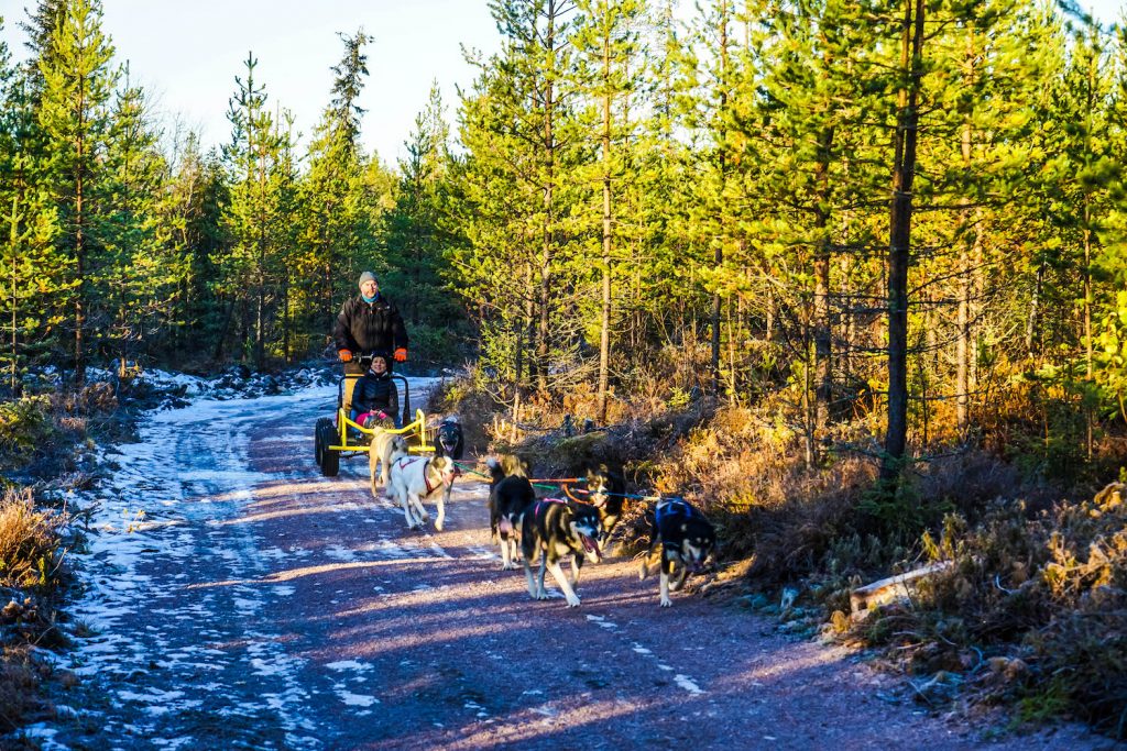 what to see in rovaniemi | day trips from rovaniemi | what to do in rovaniemi in winter