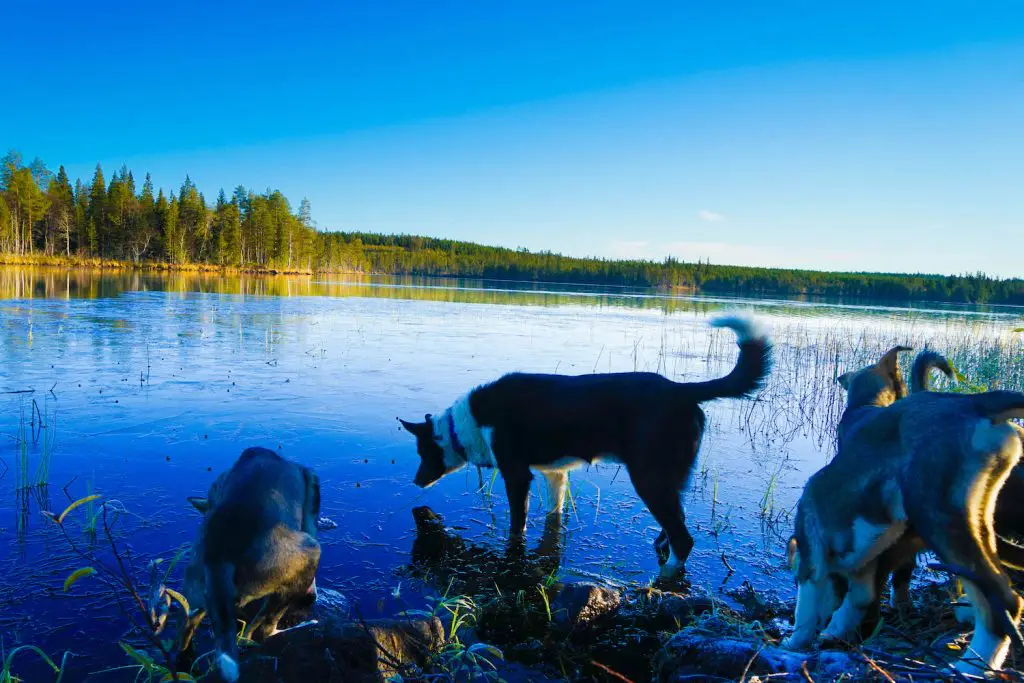 what to see in rovaniemi | day trips from rovaniemi | what to do in rovaniemi in winter