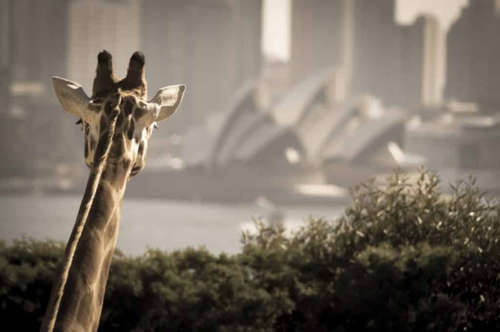 Taronga Zoo Sydney Fun Thing To Do