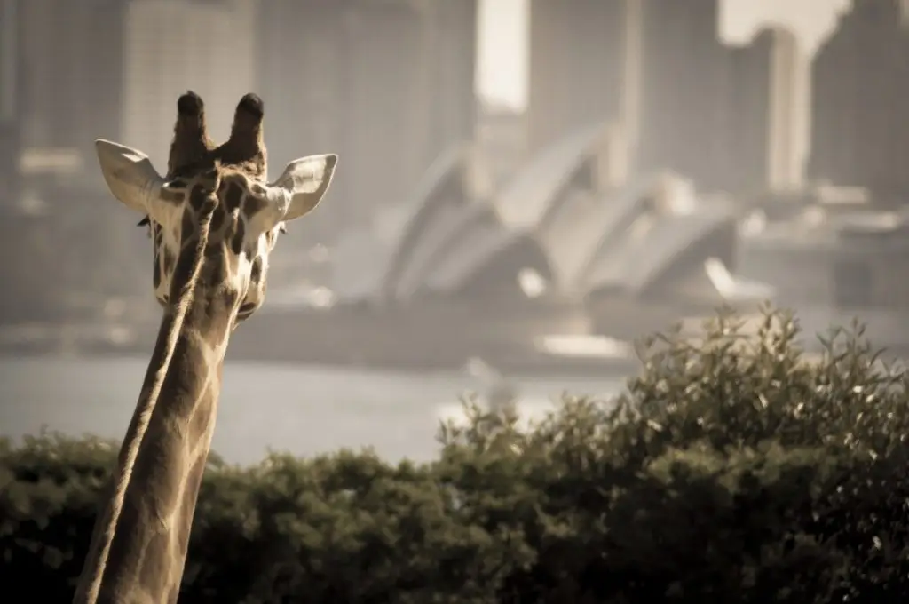 romantic things to do in sydney ** romantic places in sydney ** romantic things to do in sydney at night ** romantic ideas sydney ** romantic dates sydney