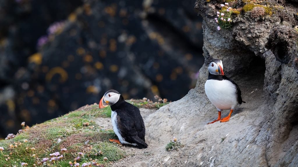 Bird Watching In Shetland Isles - places to visit in scotland
