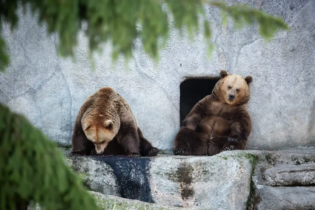 Helsinki Zoo | Things To Do In The Winter In Helsinki