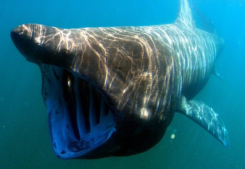 Swiming With Basking Sharks - best places to visit in scotland
