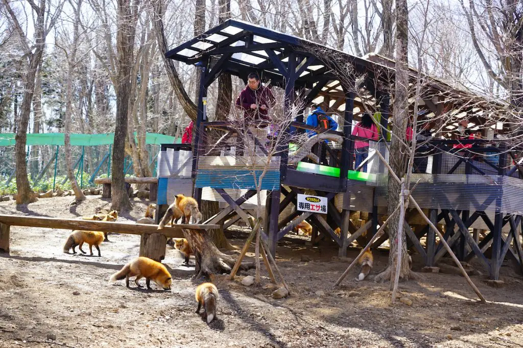 zao fox village from tokyo | fox village japan from tokyo | zao japan fox village | zao village japan | fox japan park | fox village zao japan | tokyo to zao fox village