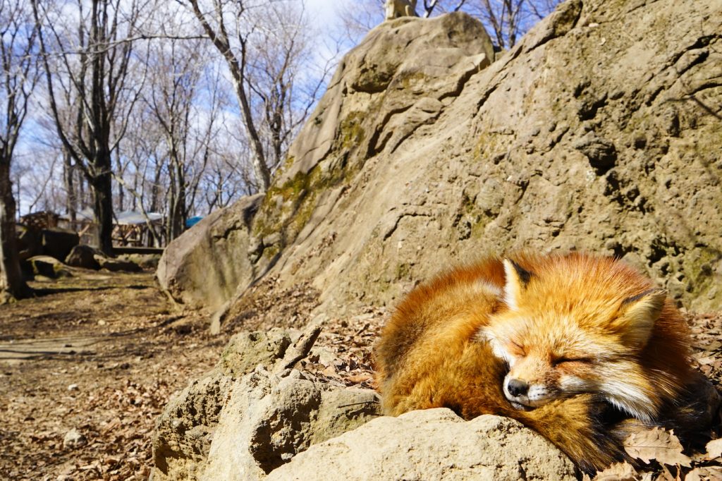 zao fox village from tokyo | fox village japan from tokyo | zao japan fox village | zao village japan | fox japan park | fox village zao japan | tokyo to zao fox village