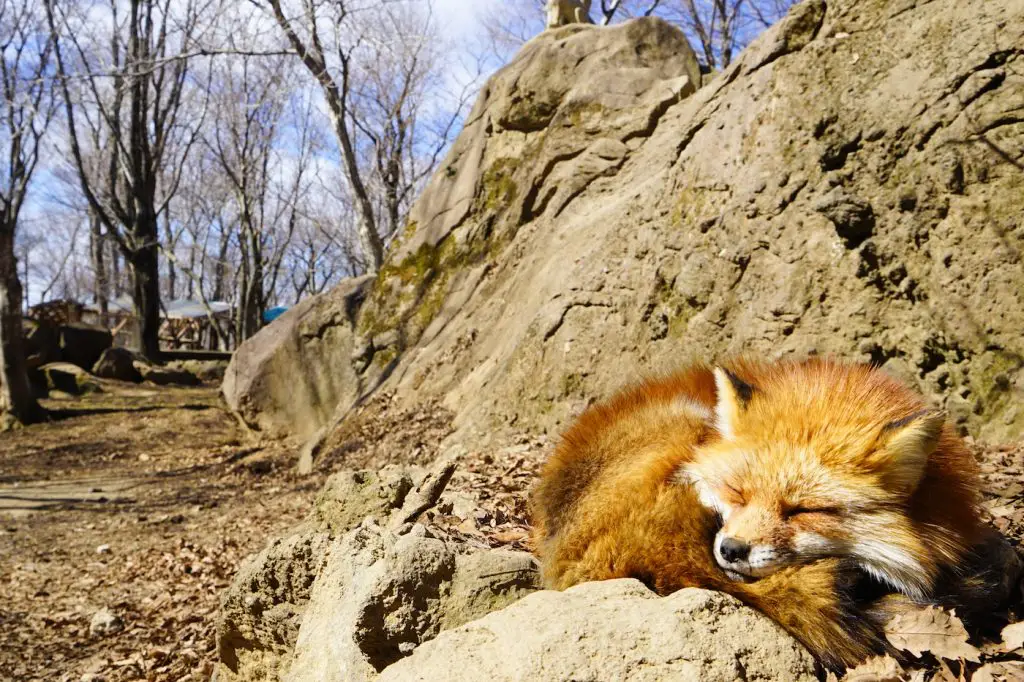 zao fox village from tokyo | fox village japan from tokyo | zao japan fox village | zao village japan | fox japan park | fox village zao japan | tokyo to zao fox village