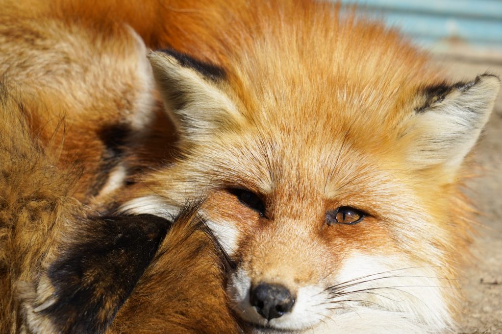 zao japan | japanese red fox | places to visit in japan | fox town japan | best time to visit japan | zao fox village japan | fox village tokyo