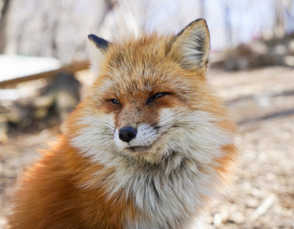 The Zao Fox Park Japan What It Is And How To Get There Inspired By Maps