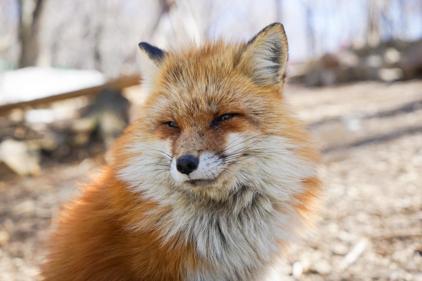 The Zao Fox Park Japan: What It Is (And How To Get There…) 力