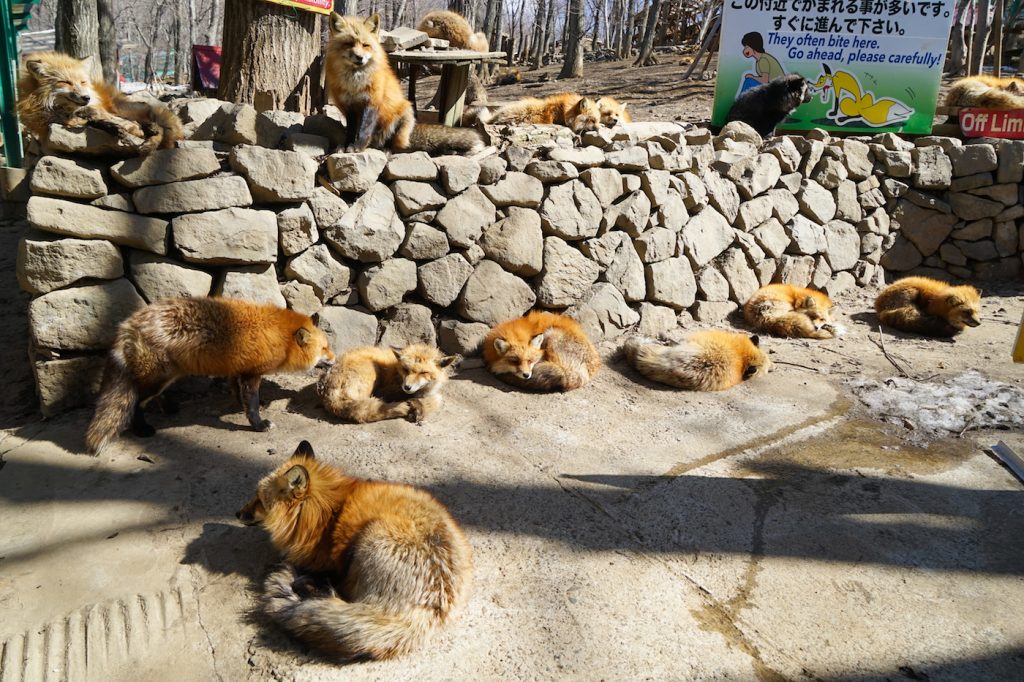 zao japan | japanese red fox | places to visit in japan | fox town japan | best time to visit japan | zao fox village japan | fox village tokyo