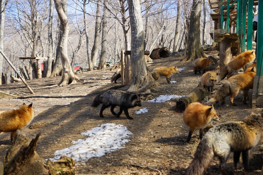 zao japan | japanese red fox | places to visit in japan | fox town japan | best time to visit japan | zao fox village japan | fox village tokyo