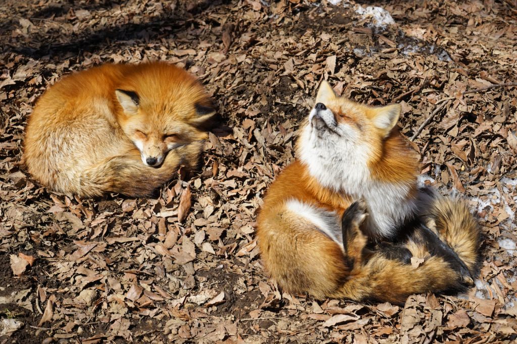 japan fox park | fox village japan | zao fox village | miyagi zao fox village | fox park japan | fox sanctuary japan