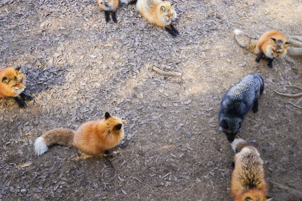 japan fox park | fox village japan | zao fox village | miyagi zao fox village | fox park japan | fox sanctuary japan