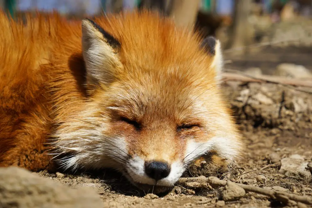 japan fox park | fox village japan | zao fox village | miyagi zao fox village | fox park japan | fox sanctuary japan