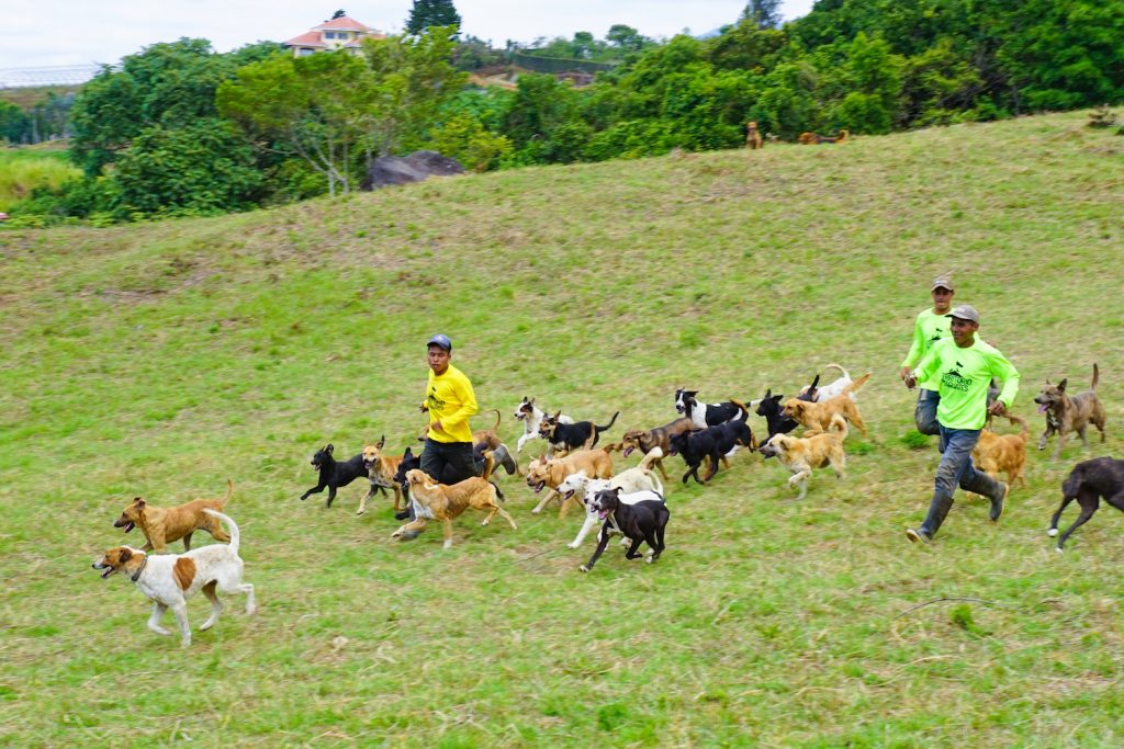 ** stray dogs costa rica ** costa rica dog shelter ** island of dogs costa rica ** zaguates costa rica ** land of the strays in costa rica 