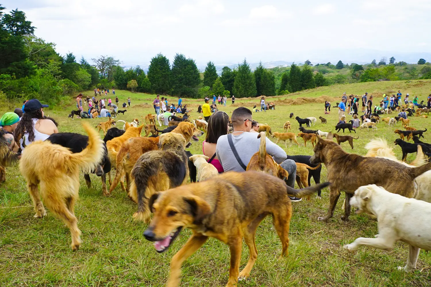Territorio de Zaguates: The Costa Rica Dog Sanctuary You Need to Add to Your Bucket List!