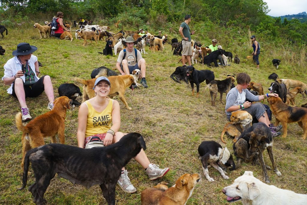 ** stray dogs costa rica ** costa rica dog shelter ** island of dogs costa rica ** zaguates costa rica ** land of the strays in costa rica 