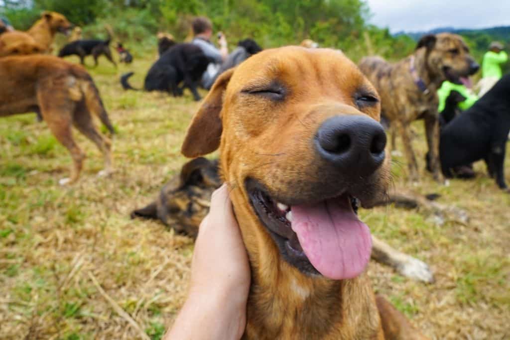 ** dog farm in costa rica ** costa rica land of stray dogs ** the land of stray dogs ** territorio de zaguates volunteer ** stray dog island costa rica *